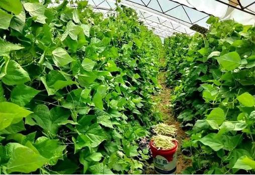 蔬菜学考研学校排名 蔬菜学考研最易考上的大学