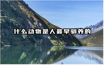 什么动物是人最早驯养的 人类是由什么进化出来的动物