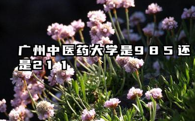 广州中医药大学是985还是211 含金量高吗