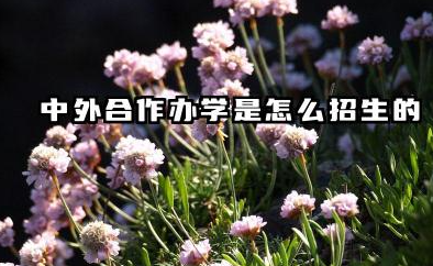 中外合作办学是怎么招生的 中外合作办学办学类型有哪几种